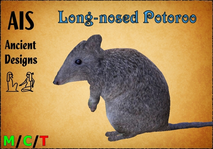 Long-nosed Potoroo