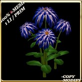 LW_HibiscusTreeBlue