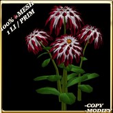 LW_ Mesh Dahlias Version 2 - Pearl Red White (1 LI / Prim)