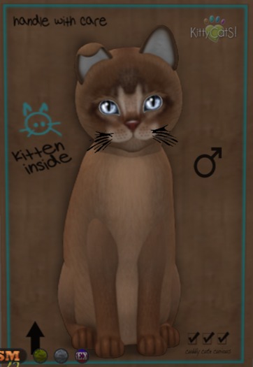 ♂ 8T Abyssinian Ruddy Ice Crystal Hides Fussy or Posh, Odyssey Rounded Fold