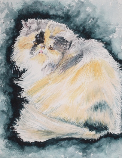 Meg the HImalayan Cat