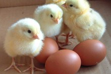 MW  Full Perms egg hatch sound effect efx