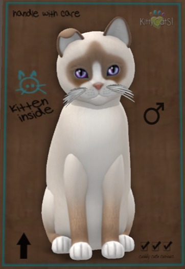 ♂7T Snowshoe Cream Morning Glory Flair Mysterious Odyssey No 2 White Guitar