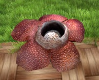 rafflesia