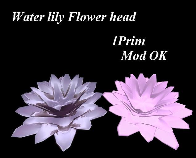 WaterLily Flower head