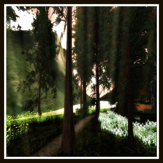sun through trees