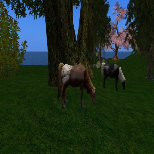 ponies grazing