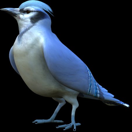 BIRD PACK BLUEJAY