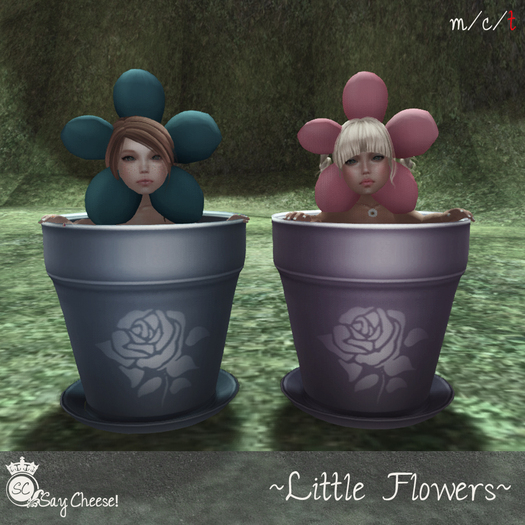 [SC] Say Cheese! ~Little Flowers~