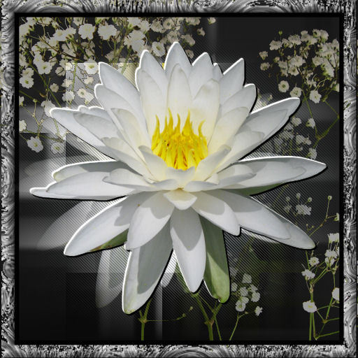 White Lilly