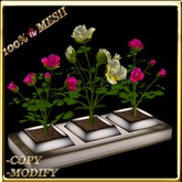 LW_ 3 Mesh Rose Bushes in Planter - Pink Soft Yellow