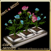LW_ 3 Mesh Rose Bushes in Planter - Maya Blue Dogwood Rose