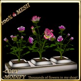 LW_ 3 Mesh Rose Bushes in Planter - Deep Pink Dogwood Rose