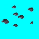 8 Swimming Funky Fishys Wide Area (2 prims)