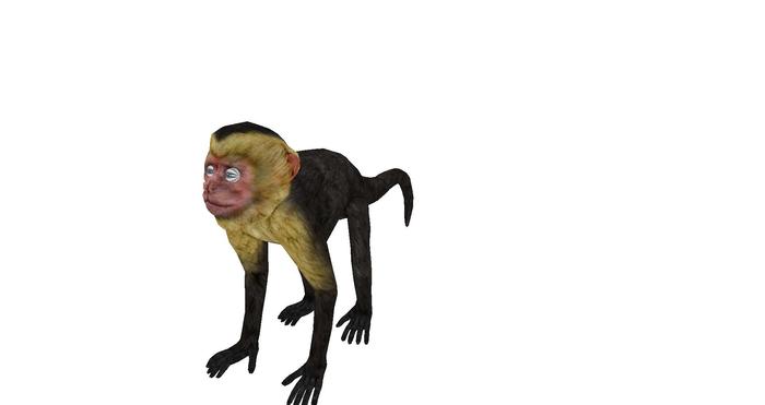 TusK blinking monkey