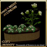 LW_ Mesh Rose Tree with Caladiums in Planter - White 2 (2 LI / Prim)