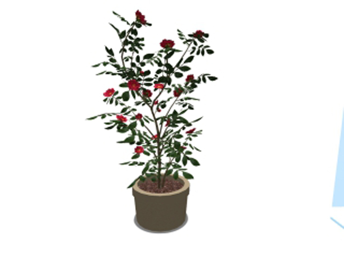 Camelia in Pot - White