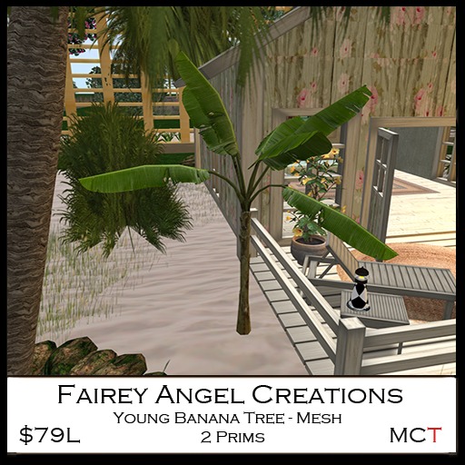 FAC Young Banana Tree Crated
