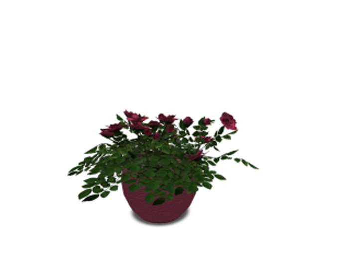 Camelia in Pot - White