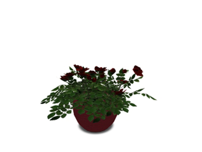 Camelia in Pot - White