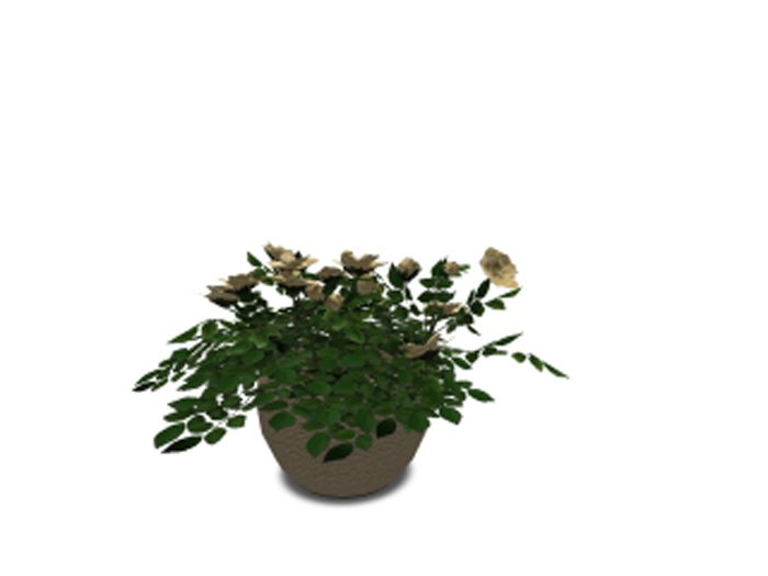 Camelia in Pot - White