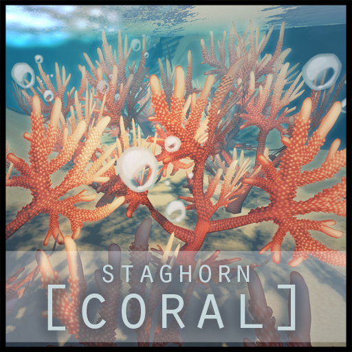 [europa] Staghorn Coral