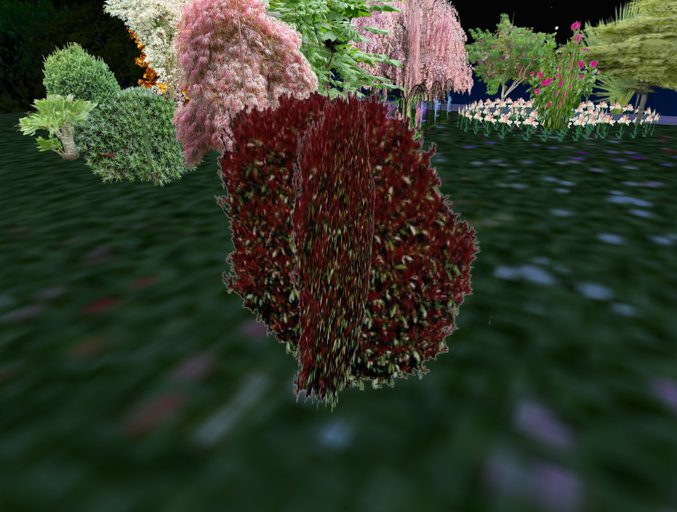 plants redbush