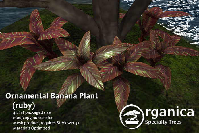 [ Organica ] Ornamental Banana plant (ruby)