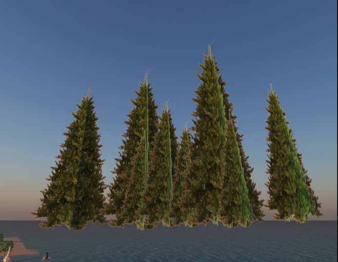 spruce forrest