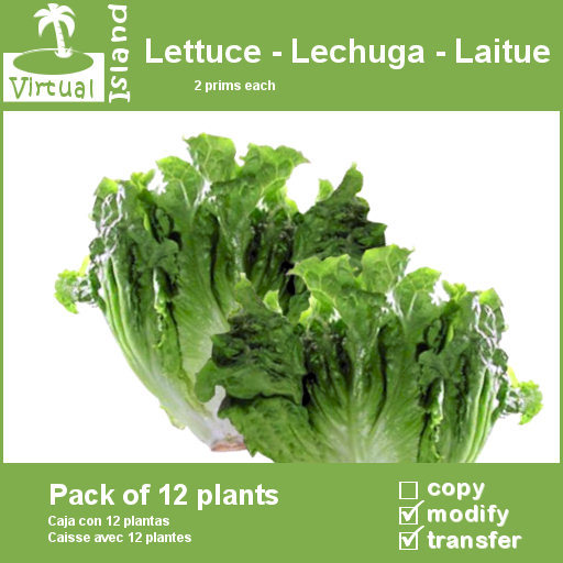 (VI) Lettuce - Lechuga - Laitue