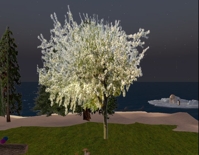 blossoming tree 5