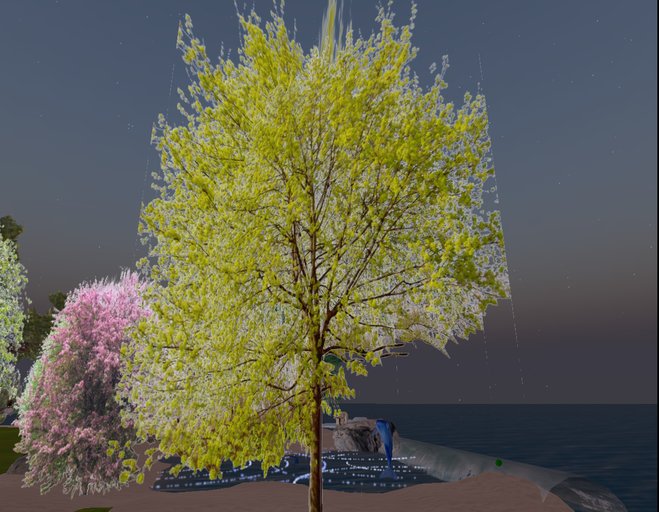 blossoming tree 2
