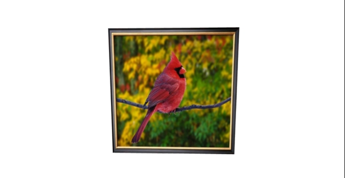 Cardinal * Framed Photo*