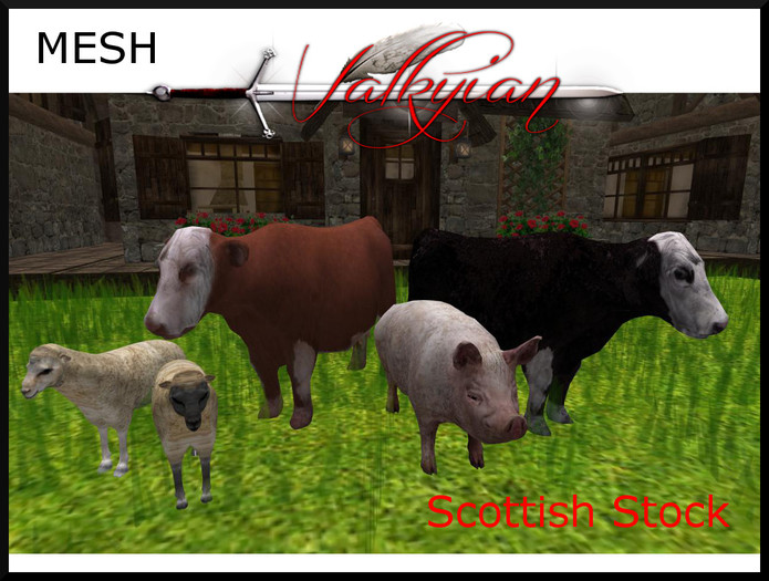 ~Valkyrian~ Scottish Stock