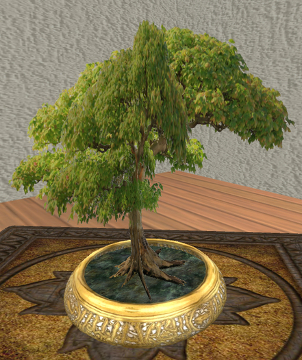 Bonsai Maple