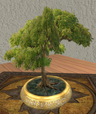 Bonsai Maple