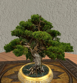 Bonsai Cedar