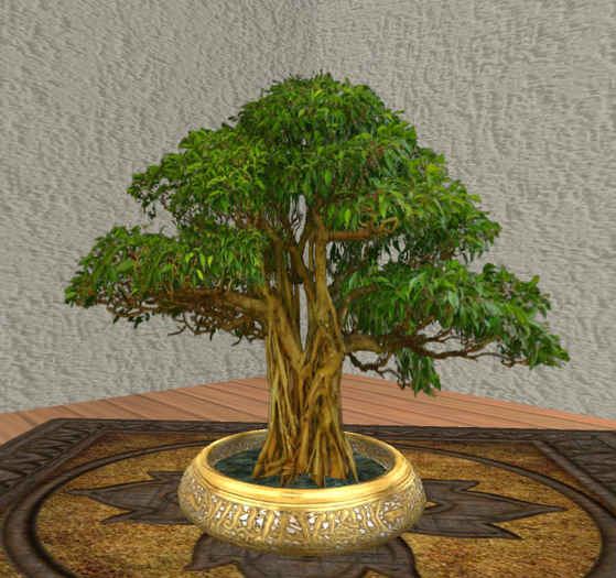 Bonsai Ficus