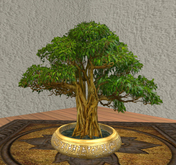 Bonsai Ficus
