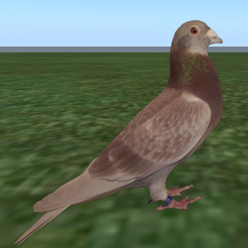 Standing City Pigeon2 1-Prim Animated