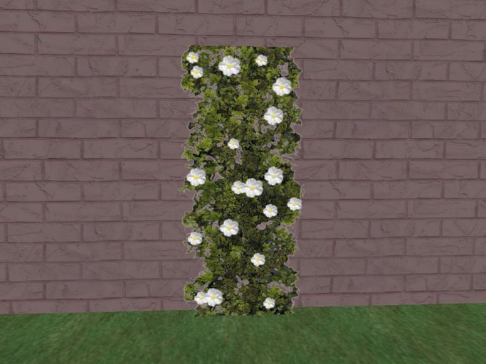 CLIMBING VINE WHITE FLOWERS