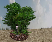 Spring Tree 21 * 1 Prim * 16 Faces Sculptured Multifaceted (2G) CY