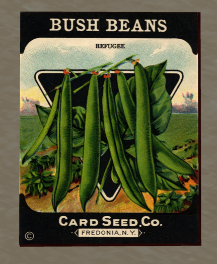 Framed Seed Packet - Lettuce