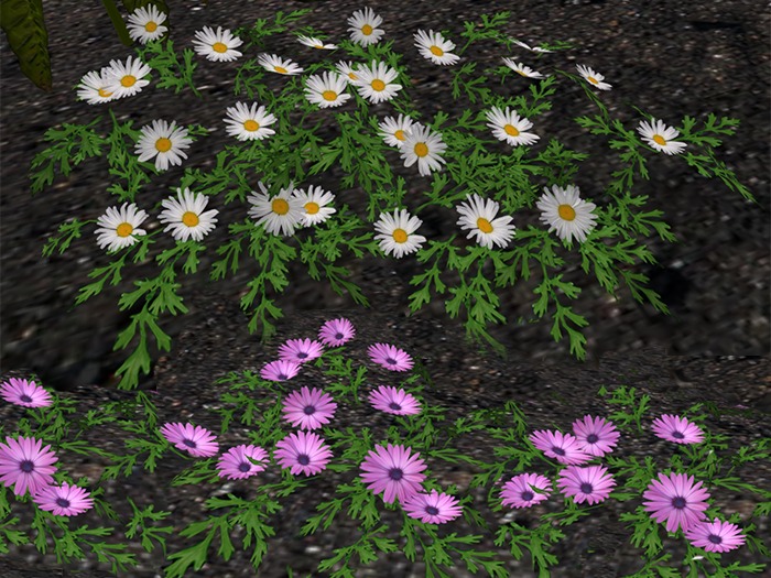 Daisies Pack - Mesh - Full Perm