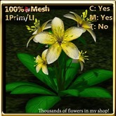 LW_ Ground Lily _ Yellow