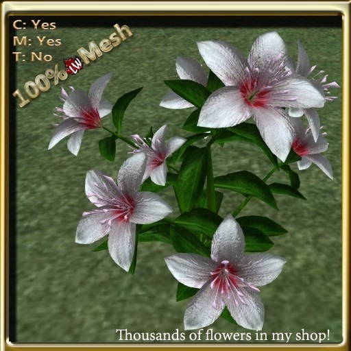 LW_LilyFlowerWhite2