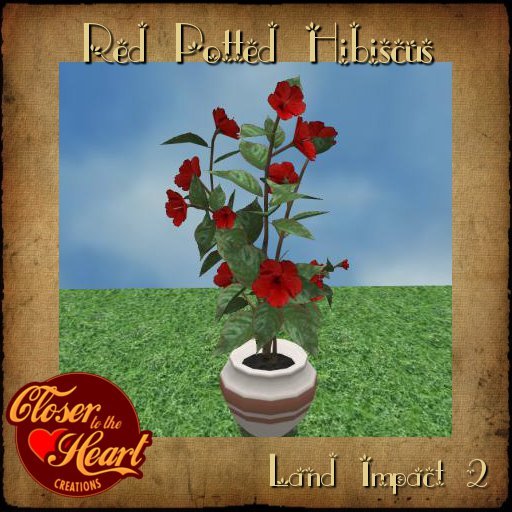Red Potted Hibiscus BOXED