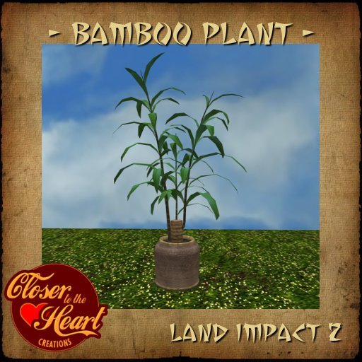 Bamboo Tree-Stone Pot BOXED