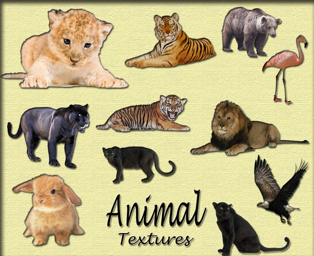 animal textures