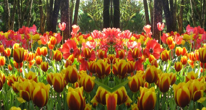 Dutch Tullips privacy screen 